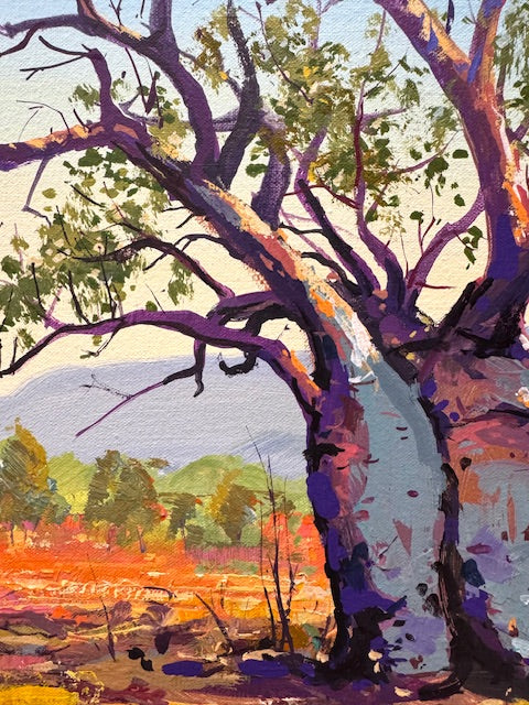 Boab Trees 49