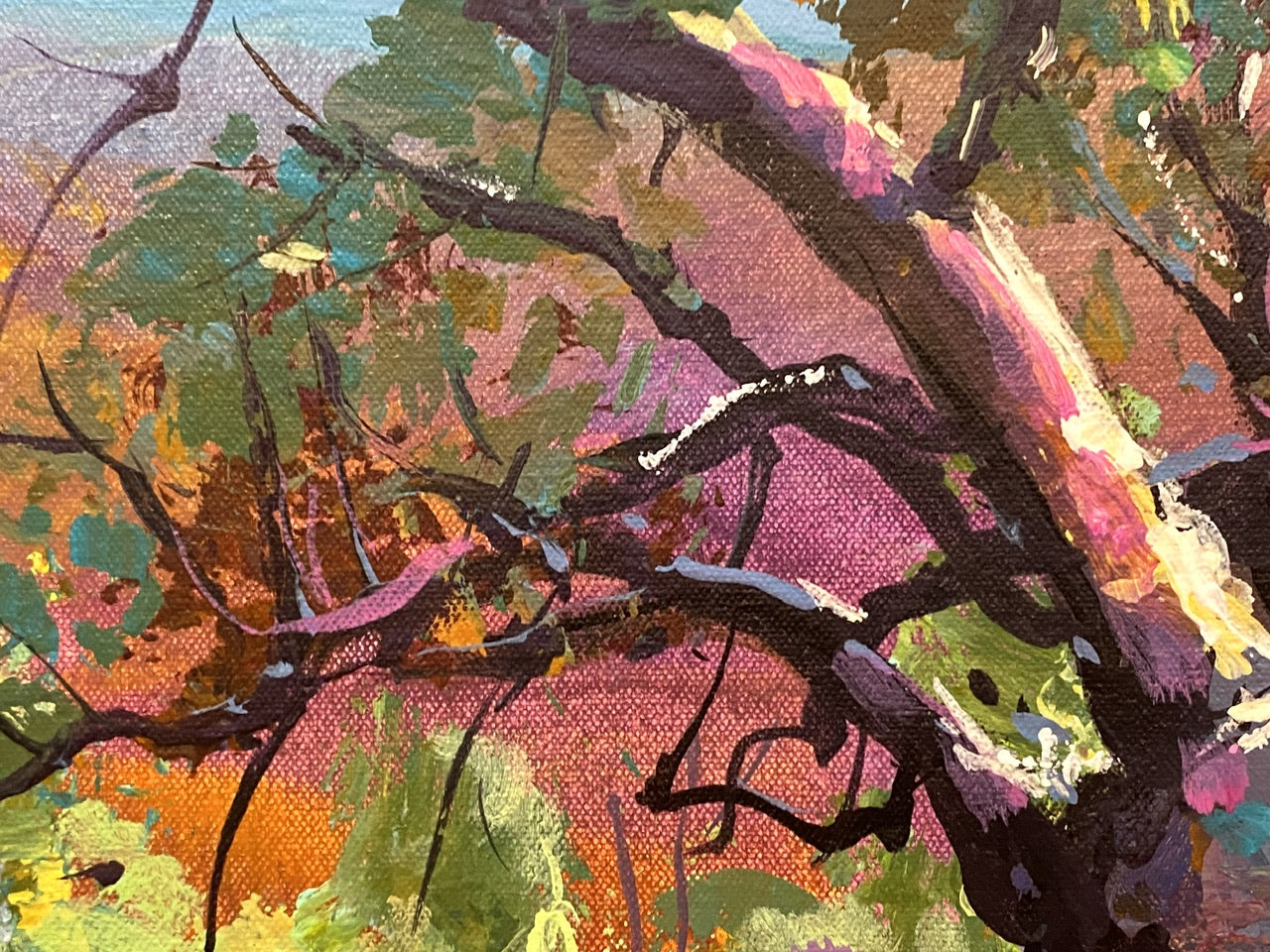 Boab Trees 41