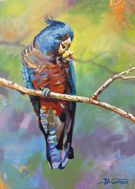 Cockatoo