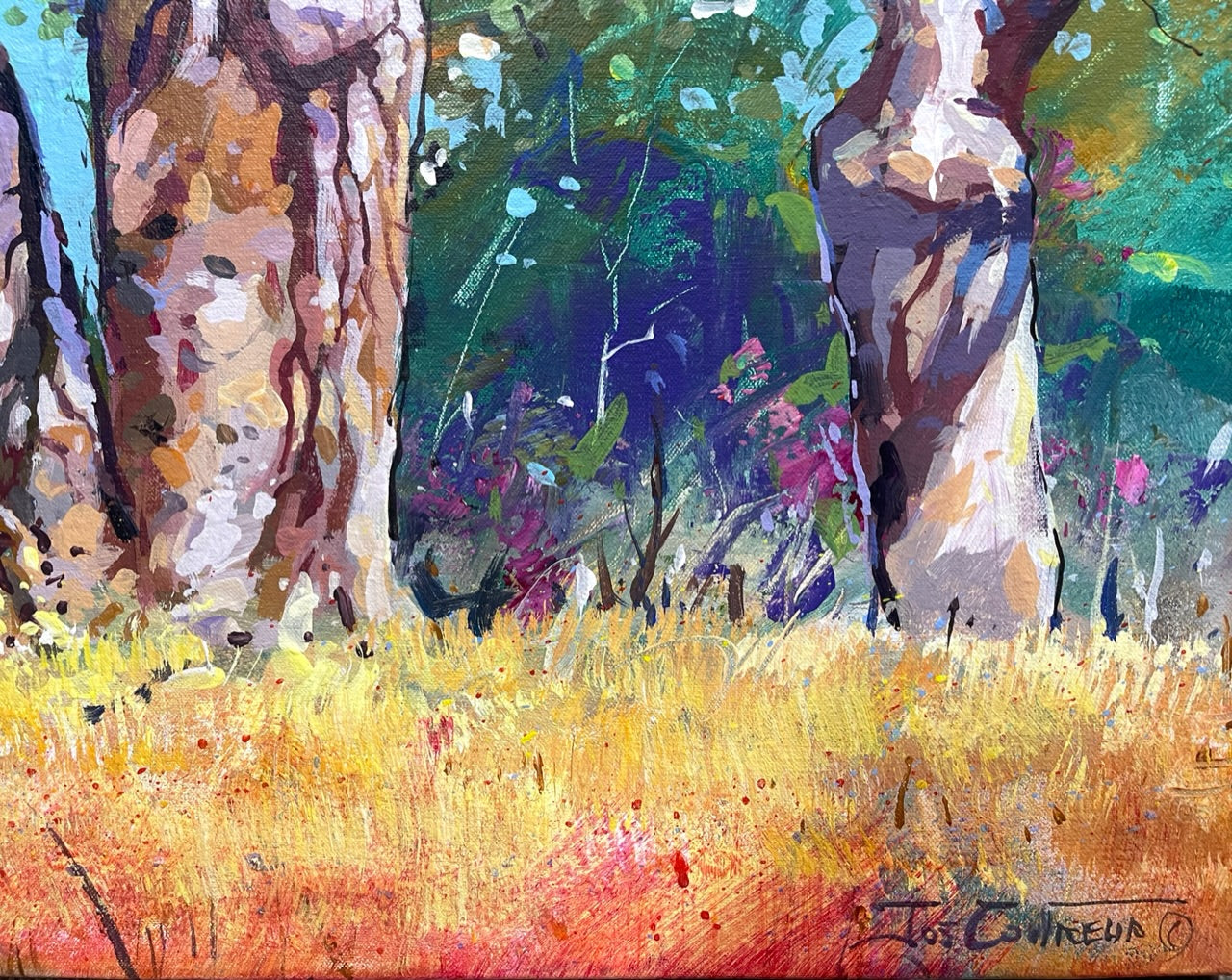Boab Trees 40
