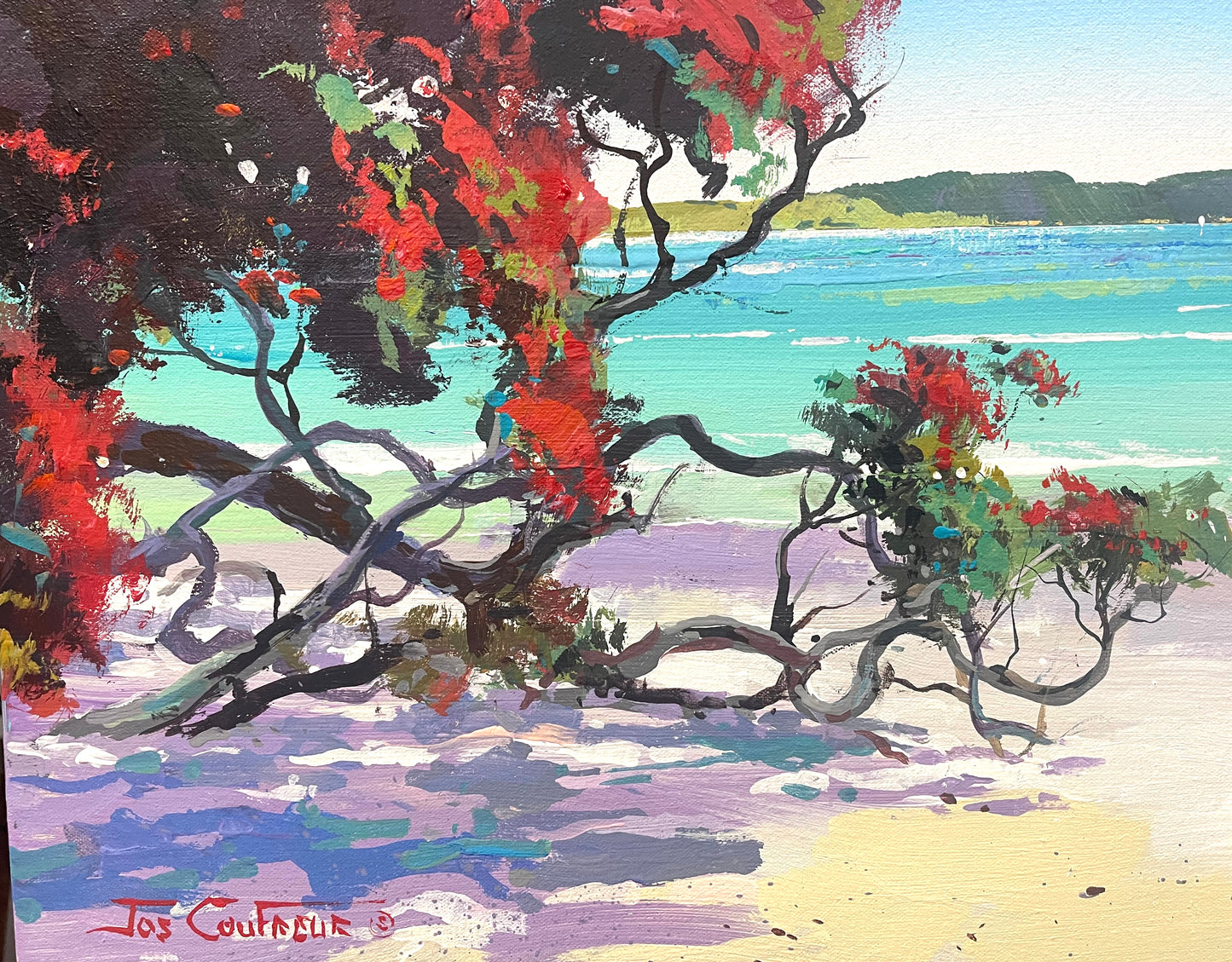 New Zealand Pohutukawa Tree