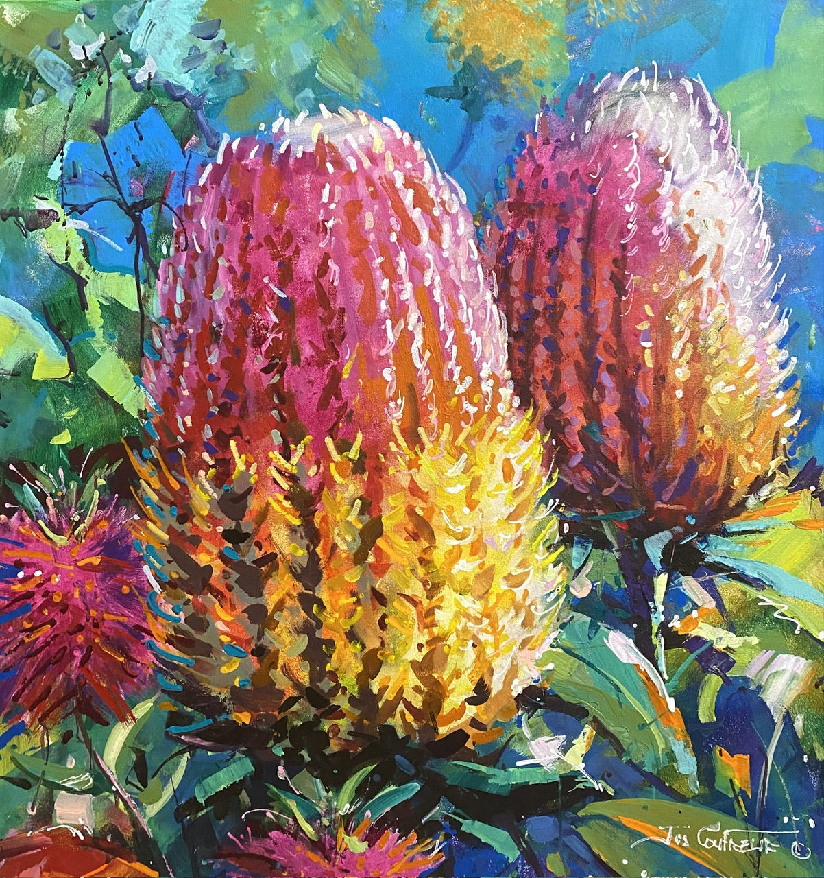 Bloom - Banksia