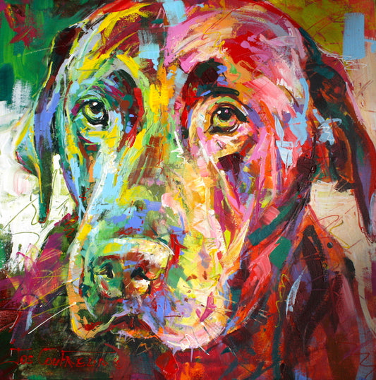 Black Labrador