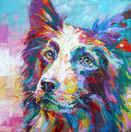 Border Collie