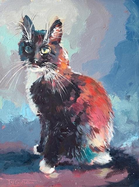 Black and White Cat