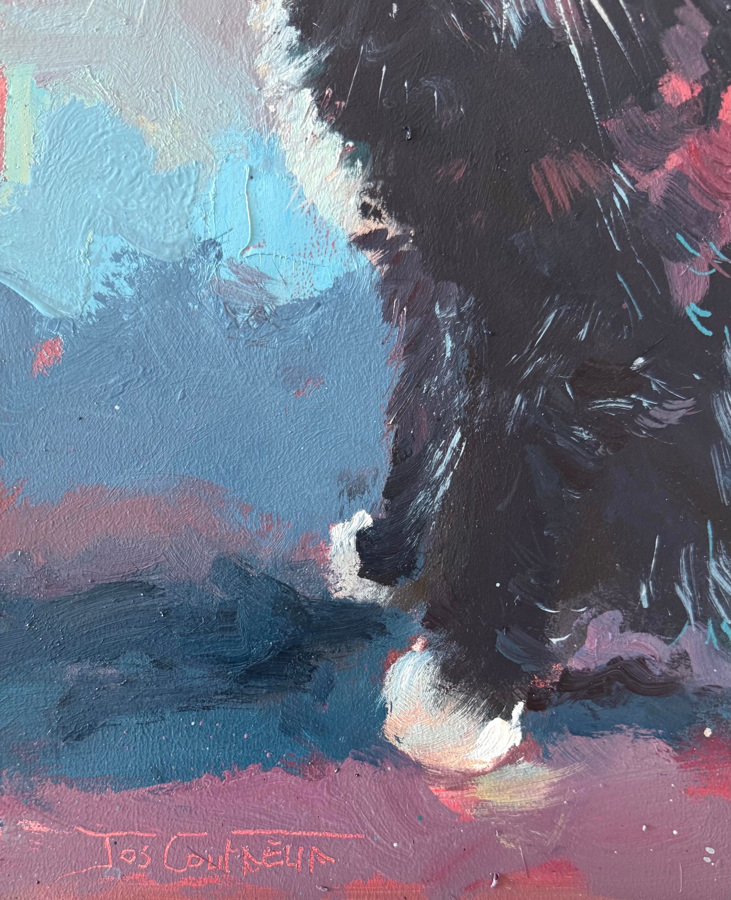 Black and White Cat