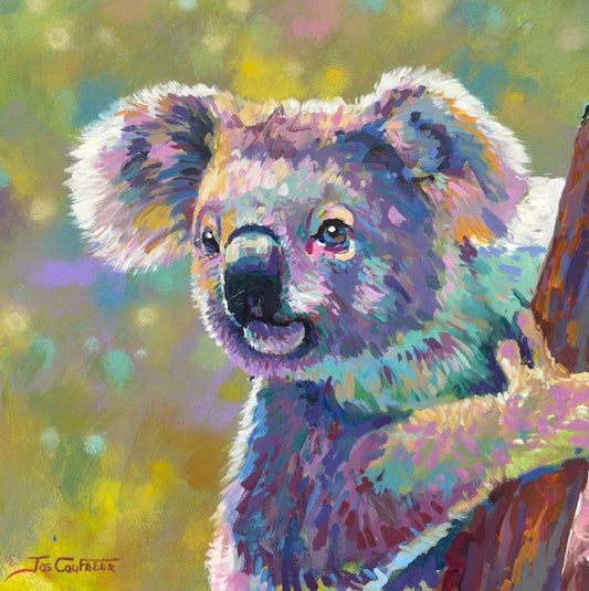 Koala 23