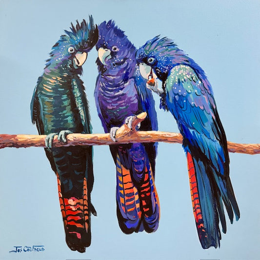 Red-tailed Black Cockatoos